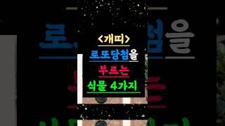 로또 당첨을 부르는 개띠의 비밀 식물 4가지 #띠운세개 #로또당첨 #식물풍수