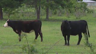 More cattle found mysteriously mutilated