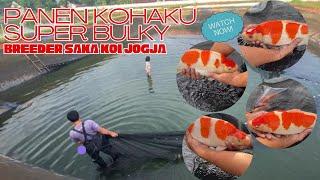 Review panen koi kohaku super bulky saka koi jogja