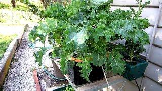 Kale's hydroponics styles