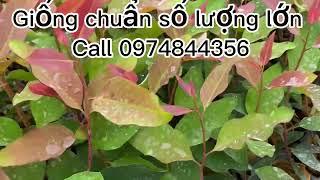 #bạch_đàn_mô Tầu #cây đẹp #giống chuẩn #Giá rẻ