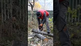 Хоть и стара китаеза, но заводится практически сразу #chainsaw #stihl