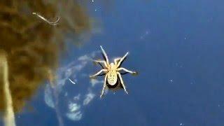 Unknown Spider Walking on Water