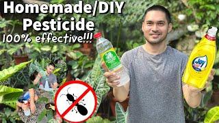 HOW TO USE VINEGAR AND DISHWASHING LIQUID AS PESTICIDE/INSECTICIDE | HOMEMADE/DIY PESTICIDE