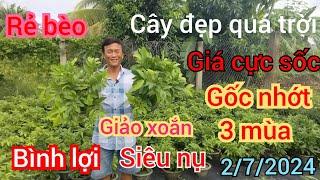 2/7/2024️0911531741 Khánh Châu  góc nhớt già mùa tàn đẹp giá cực kỳ yêu thương luôn tranh thủ nha