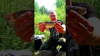 Рыбалка 24 Часа Улов на Вершу есть #выживание
