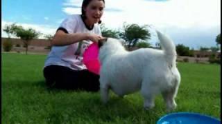 How to Teach your Dog to Catch a Frisbee