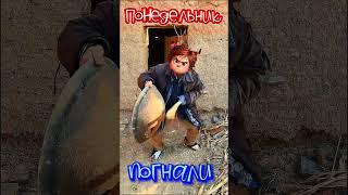 Понедельник, погнали #понедельник #прикол #юмор #топ #рекомендации #реки