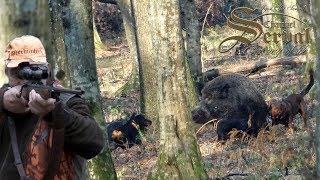 Wild Boar hunting in Croatia - Best of Season 2018.- Chasse de sangliers en Croatie - Saison 2018