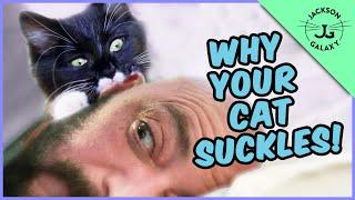 Cat Suckling: Why Do Cats Nibble on Your Earlobe, Arm, or Hair!?