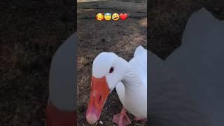 Kaz Sesi | Goose Sound #funnyanimals #funnyshorts #viralvideo #animalsounds #cuteanimals #funny #fyp