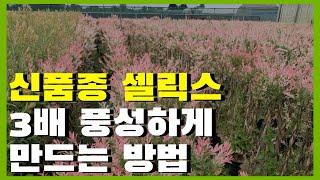 신품종 플라밍고 셀릭스 3배 풍성하게 만드는 전지 방법!