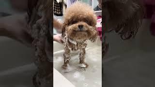 dog bath #cute #dogs #toypoddle