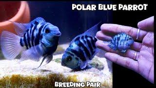 Polar Blue Parrot Breeding Pair