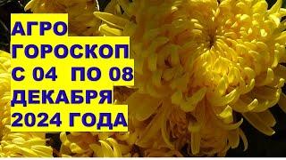 05-08 декабря 2024 года: что ВАЖНОГО Нужно Сделать?