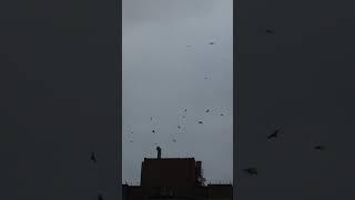 Стая ворон летает утром над домами в городе #shorts