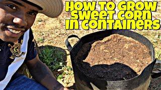 HOW TO GROW YOUR OWN CORN IN CONTAINERS | SWEET CORN GROWN IN CONTAINERS