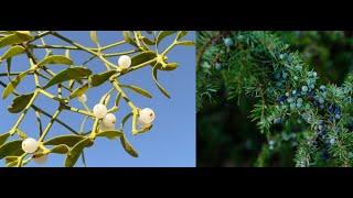 Dezember Mistel und Wachholderbeeren