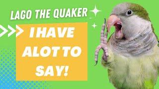 Lago the Quaker Parrot Talking Videos Compilation