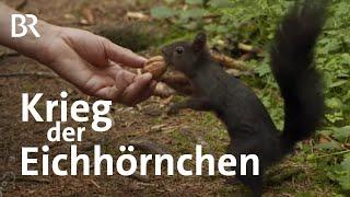 Wettstreit der Arten: Heimische europäische Eichhörnchen gegen Grauhörnchen | Gut zu wissen | BR