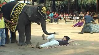 HOW ABOUT AN ELEPHANT MASSAGE? THAILAND, BIZARRE, FUN, FUNNY, TRAVEL....#elephant massage.