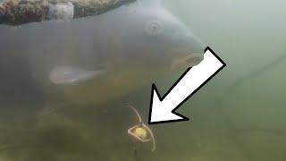 Winter carp fishing for 32kg carp (underwater)