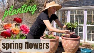 planting 400 ranunculus  And an EXCITING Spring discovery! / Nicole's Garden / tiny greenhouse