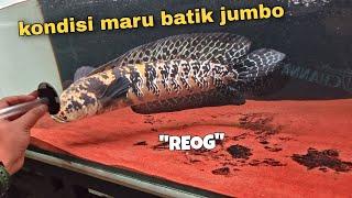 kondisi terbaru "REOG" si channa maru batik jumbo