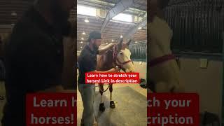 BIG tension release for this #horse after this upper #neck #chiropractic #adjustment!