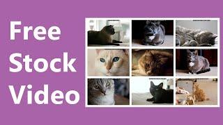 Cats Stock Video | 2020