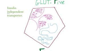 Glucose transporter 5 (GLUT-5) mnemonic