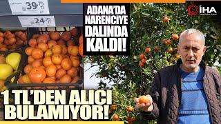 Adana'da Para Etmeyen Narenciye Bahçede Kaldı