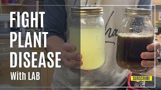 Lactic Acid Bacteria (LAB): How to Make and Use