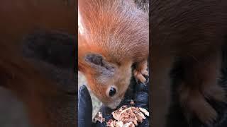 Ручные белки. Самая рыжая - самая смелая #shorts  #squirrels