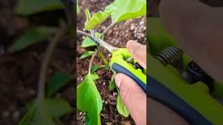 Pruning EggPlant for FASTER PRODUCTION ! #eggplant #greentgarden #gardening