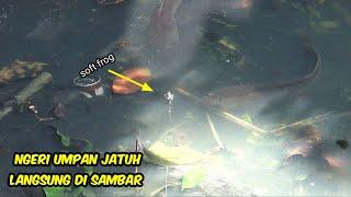 Mancing Ikan Gabus Besar Di Parit  Dangkal Umpan Jatuh Langsung Sambar