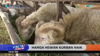 Jelang Idul Adha Harga Hewan Kurban Mulai Meroket - Fakta Terkini