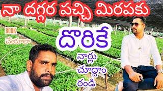 నా దగ్గర పచ్చి మిరపకు|దొరికే నార్లు చూద్దాం రండి |md hasan agri tech