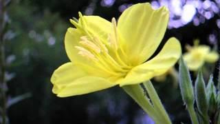 Evening Primrose Flower Opening 2