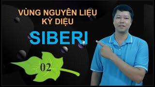 Vùng nguyên liệu kỳ diệu Siberi, năng lượng tâm linh-sự hội tụ của vũ trụ.