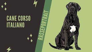 Cane Corso Italiano - Video Rasseportrait