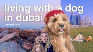 life with a dog in dubai update - one year later 