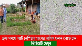 দ্রুত সময়ে স্মার্ট নেপিয়ার ঘাসের অধিক ফলন পাবেন যেভাবে | chandpur agro ranch | Smart Napier grass