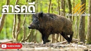 สารคดีพากย์ไทย สำรวจสัตว์ป่า ในผืนป่าอเมริกาใต้ของเปรู | สารคดีหมูป่า สารคดีสัตว์โลก