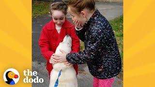 Mom Secretly Adopts A Shelter Dog Her Daughters Fell In Love With | The Dodo