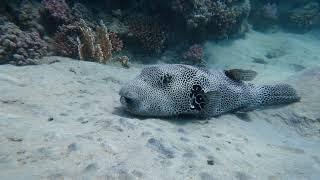 Egypt | RedSea cost | Coral reef - Arothron stellatus (Star puffer - иглобрюх) - closest encounter