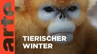 Tierischer Winterzauber | ARTE Family