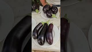 ТРИ лучших сорта баклажанов для домашних заготовок!