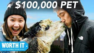 $17 Pet vs. $100,000 Pet