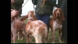 The Gun dog - Pet Dog Documentary